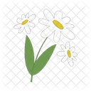 Chamomile  Icon