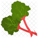 Chard Vegetable Green Icon