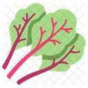 Chard Vegetable Leaf Icon