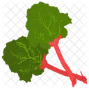 Chard Vegetable Green Icon