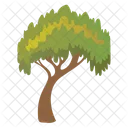 Charter Oak Tree  Icon