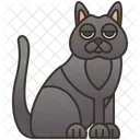 Chartreux Cat  Icon