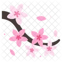 Icherry Blossom Cherry Blossom Cherry Icon