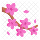 Flowers Cherry Blossom Floral Icon