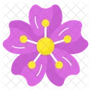 Cherry Blossom Flower Floral Icon