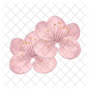 Cherry blossom  Icon