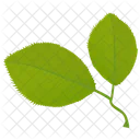 Cherry Leaves Leaves Foliage Icon