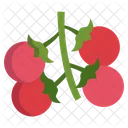 Cherry Tomatos  Icon