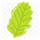 Leaf Ash Leaf Beech Leaf Icon