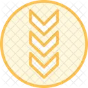 Chevron Down Duotone Line Icon Icon