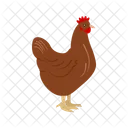 Chicken Animal Wildlife Icon