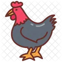 Chicken Hen Rooster Icon