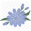 Chicory Herbal Herb Symbol