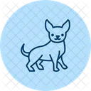 Chihuahua Perro Mascota Icono
