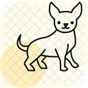 Chihuahua Perro Mascota Icono