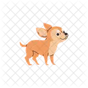 Chihuahua Chien Animal De Compagnie Icône