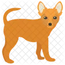 Chihuahua Dog Breeds Dog Species Icon