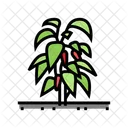 Chili Pepper Plant  Icône