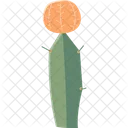Chin Cactus Cactus Succulent Icon