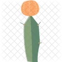 Chin Cactus Cactus Succulent 아이콘