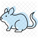 Chinchilla Mammal Fur Icon