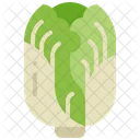 Chinese Cabbage Vegetable Symbol