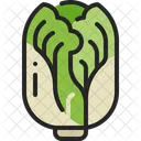 Chinese Cabbage Vegetable Icon
