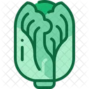 Chinese cabbage  Symbol