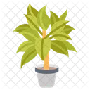 Chinese evergreen  Icon