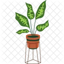 Chinese Evergreen Icon
