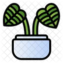 Chinese Evergreen Plant Pot Film Shooting Icon