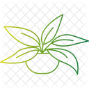 Chinese Evergreen Plant  Icon