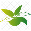 Chinese Evergreen Plant  Icon