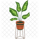 Chinese Evergreen  Icon