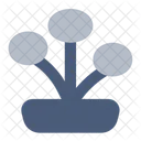 Chinese Money Plant  Icon