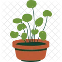 Chinese Money Plant  Icon