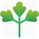 Chinese Parsley  Icon