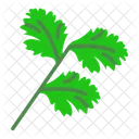 Chinese Parsley Cilantro Leaf Icon