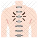 Chiropractic Spine Curve Icon