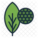 Chlorophyll Leaves Plant Icon