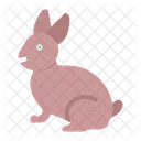 Paques Lapin Lapin Icône