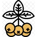 Chokeberry  Icon