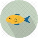 Chordata Freshwater Goldfish Icon