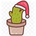 Christmas Cactus Cactus Plant Icon