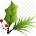 Plant Holly Leaves Nature Icon