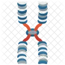 Chromosome Dna Chromatid Icon