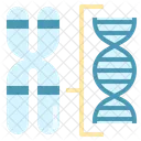 Chromosome Structure  Icon