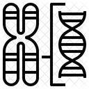 Chromosomenstruktur  Symbol