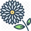 Chrysanthemum Daisy Marguerite Icon