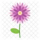 Chrysanthemum  Icon